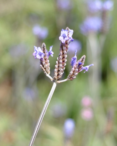 Propagating lavender and enjoying one of the best dry landscaping plants at your disposal